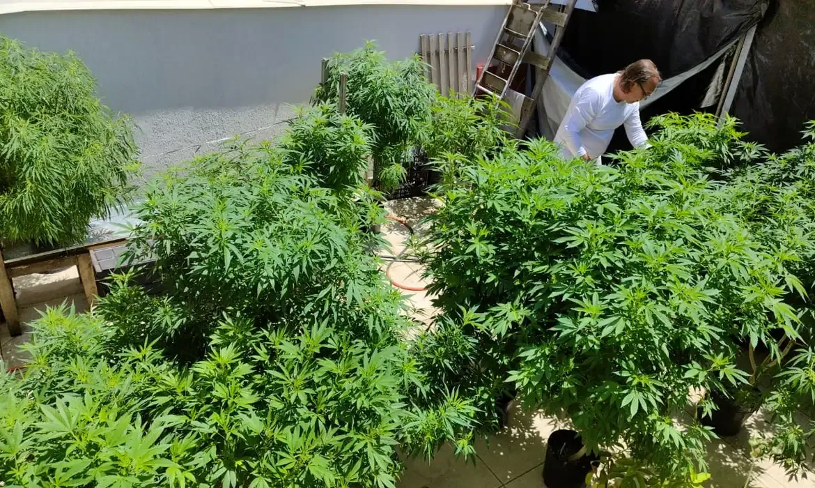 Brasil atingiu a marca de 672 mil pacientes que se tratam com cannabis - Espia Essa