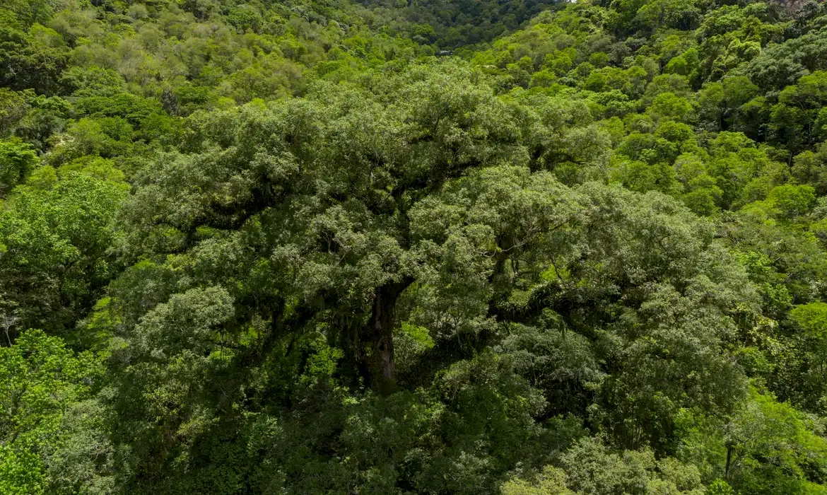 MMA e BNDES lançam primeiros editais do programa Restaura Amazônia - Meio Ambiente